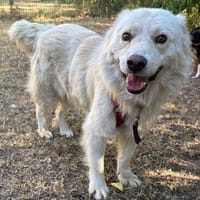 Miko - freundlich und verträglich - in DE, Hund zur Adoption