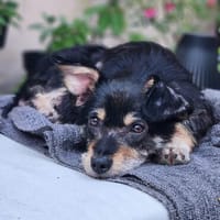 Frankie - kinderlieb, aufgeschlossen - in DE, Hund zur Adoption