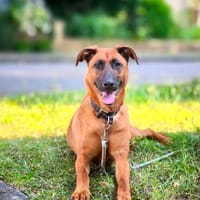 TOBI - gutmütiges sanftes Wesen, Hund zur Adoption