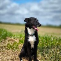 BUCKY - treu, loyal mit enger Bindung, Hund zur Adoption