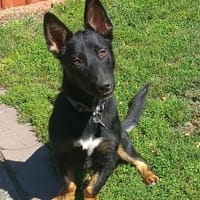 Chairman-Großes Herz auf kurzen Pfoten, Hund zur Adoption