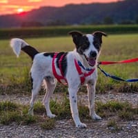 Dill sucht ein liebevolles Zuhause, Hund zur Adoption