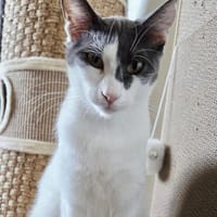 Dorian, fröhlicher Schmusekater, ca. 1 Jahr, Kater zur Adoption