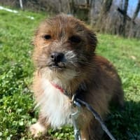 Matilda: kleiner Sonnenschein sucht DICH, Hündin zur Adoption