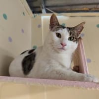 Thaddäus aus dem Tierschutz, Kater zur Adoption