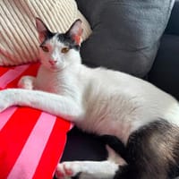 Florian, verschmuster Familienfreund, *in 55271 Stadecken, Kater zur Adoption