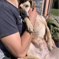 Arleta, anfte Seniorin, ca. 12 Jahre, Hündin zur Adoption