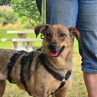Amicitia - Das fröhliche Hundemädchen 🐾, Hündin zur Adoption
