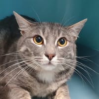 NOSTALGIE CHA, chat à adopter