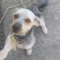 TABIA, chien à adopter