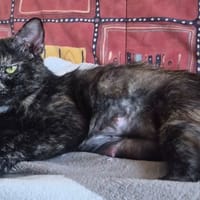 MITRA, chatte à adopter