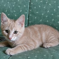 Bbroux, chat à adopter
