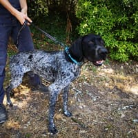 boy, chien à adopter
