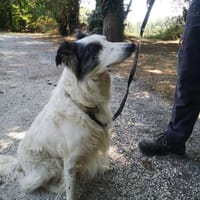 Réservé Marley, chien à adopter
