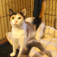 IMPALA PAB28784, chatte à adopter