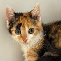 TILDA, chatte à adopter