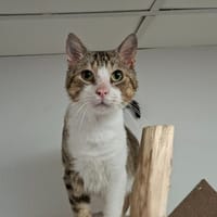FLASH, chat à adopter