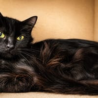 Ariane, chatte à adopter