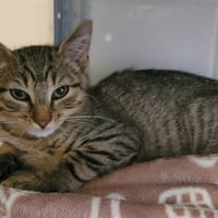 DALTON, chat à adopter
