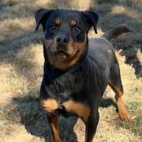 Mina CAA15739, chienne à adopter