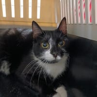 HAUMEA PAB29001, chatte à adopter