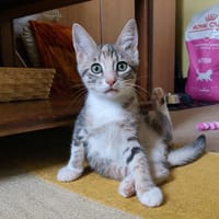 Bbgris, chatte à adopter