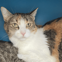 HOULETTE PAB29007, chatte à adopter