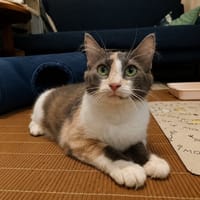NOXA, chatte à adopter