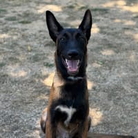 B'DAX CAA15738, chien à adopter