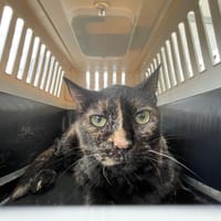 SELINA PAB29004, chatte à adopter