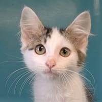 KINOU (réservé), chat à adopter