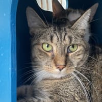 MENTHE PAB29006, chat à adopter