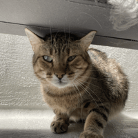 DORKY PAB29003, chat à adopter