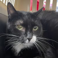 MOOSE PAB29002, chat à adopter