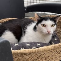 RHEA, chatte à adopter