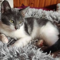 ALADAR, chat à adopter