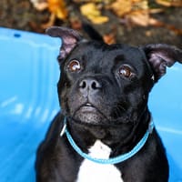 RITA, chienne à adopter