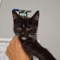 CHAUSSON, chat à adopter