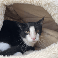 JUDE, chat à adopter