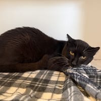 HERMES, chat à adopter