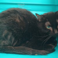 BAXTA, chat à adopter