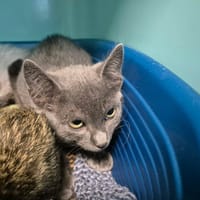 CHARMANT QCT (a trouvé une famille), chat à adopter