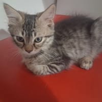 Belette, chatte à adopter