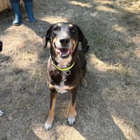 GIPSY PAA24308, chienne à adopter