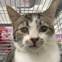 COCOA, chatte à adopter