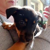 VALMA (dit PEPSI), chienne à adopter