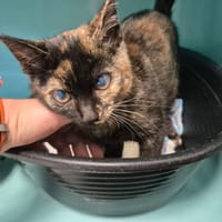 BEAUTE QCT, chatte à adopter
