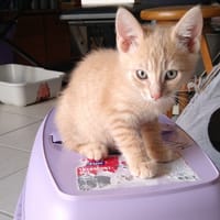 BULOT, chat à adopter