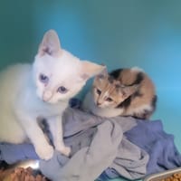 Byo, chat à adopter