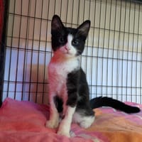 BIBOU, chat à adopter
